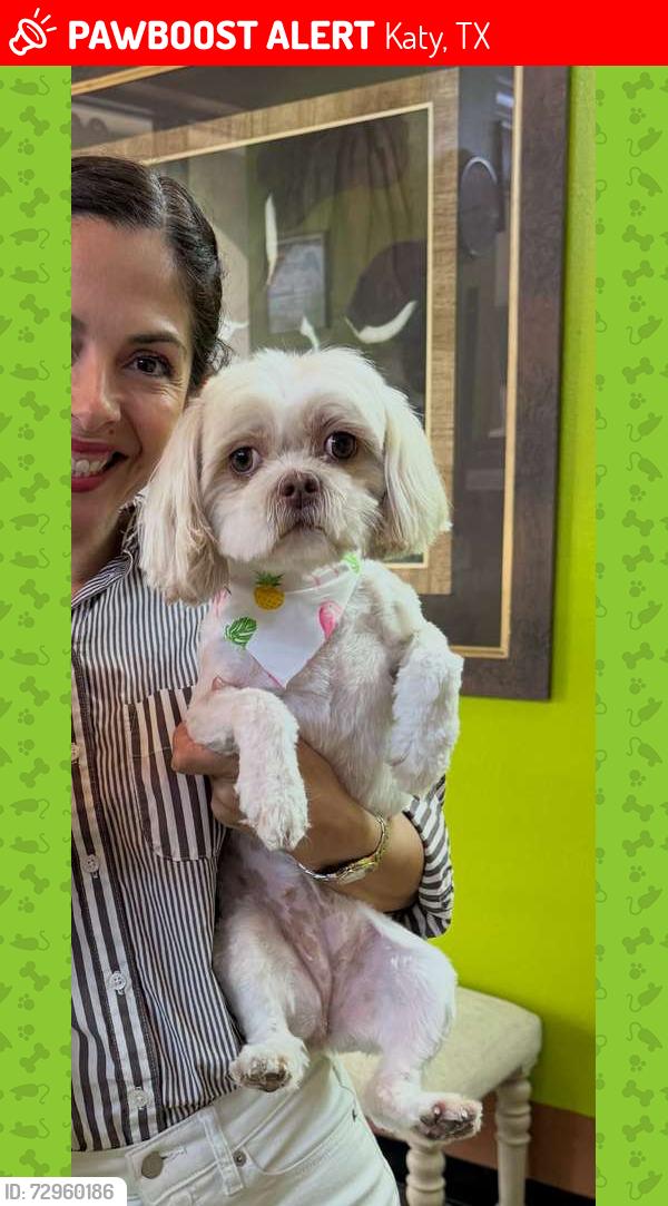 Lost Female Dog last seen Cinco ranch and Gaston , Katy, TX 77494