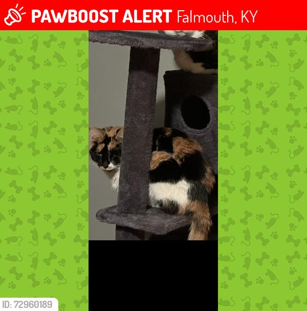 Lost Female Cat last seen R. Turner Rd & Straight Shoot, Falmouth, KY 41040