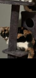 Lost Female Cat last seen R. Turner Rd & Straight Shoot, Falmouth, KY 41040