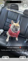 Lost Male Dog last seen Dunkin Donuts, Fort Worth, TX 76137