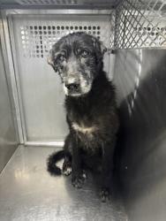 Shelter Stray Female Dog last seen Fort Worth, TX 76116, Fort Worth, TX 76119