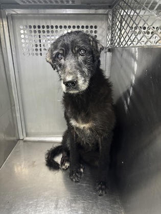 Shelter Stray Female Dog last seen Fort Worth, TX 76116, Fort Worth, TX 76119