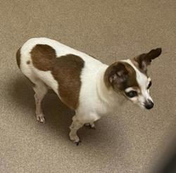 Shelter Stray Female Dog last seen Allied Dr & Lovell Ln, Madison, WI, Madison 10, City of, , 5132 Voges Rd, Madison, WI 53718, USA