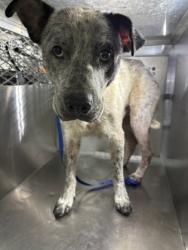 Shelter Stray Male Dog last seen Fort Worth, TX 76116, Fort Worth, TX 76119