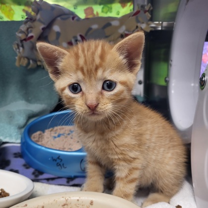 Shelter Stray Male Cat last seen Madison, WI , Madison, WI 53718