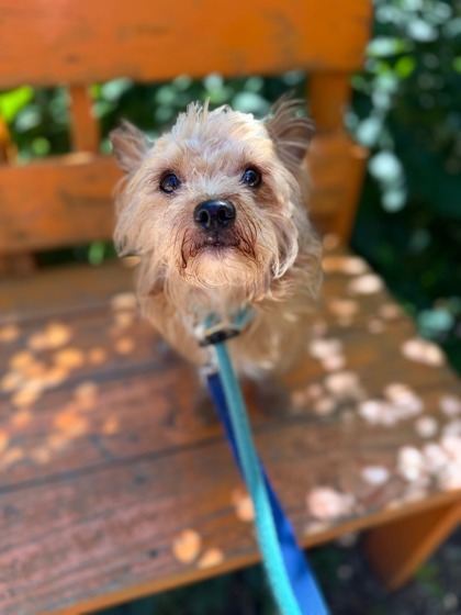 Shelter Stray Male Dog last seen Near E Fayette St, 21224, MD, Baltimore, MD 21230