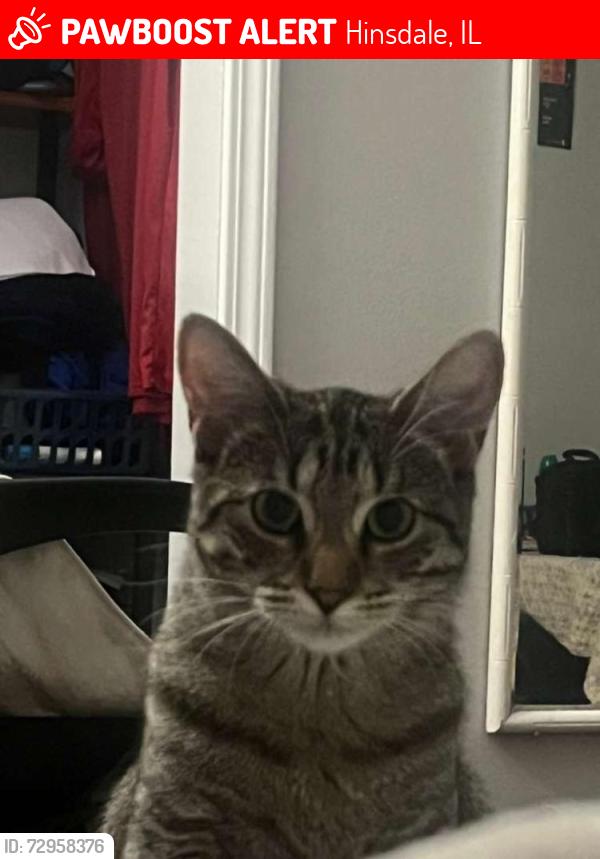 Lost Female Cat last seen Near S Madison St, Hinsdale, IL 60521