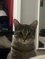 Lost Female Cat last seen Near S Madison St, Hinsdale, IL 60521