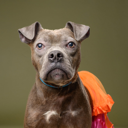 Shelter Stray Male Dog last seen Atlanta, GA 30350, Atlanta, GA 30336