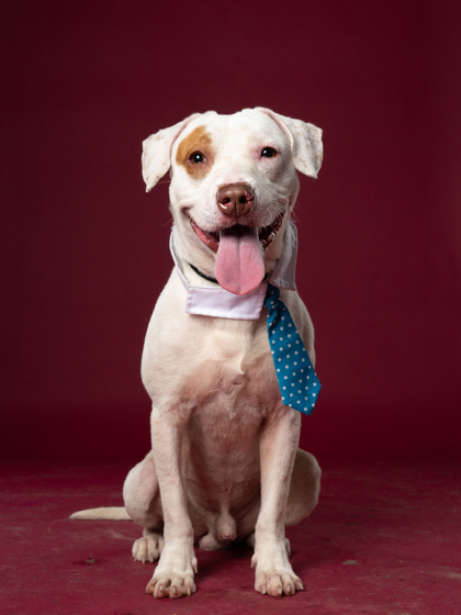 Shelter Stray Male Dog last seen Atlanta, GA 30314, Atlanta, GA 30336
