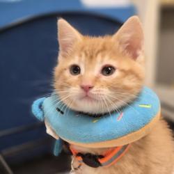 Shelter Stray Female Cat last seen Sacramento, CA 95828, Sacramento, CA 95828