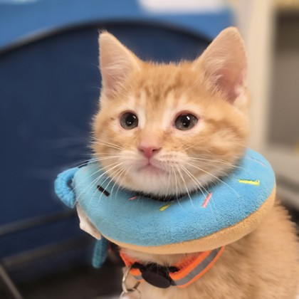 Shelter Stray Female Cat last seen Sacramento, CA 95828, Sacramento, CA 95828