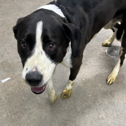Shelter Stray Male Dog last seen Cleveland, OH 44135, Cleveland, OH 44102