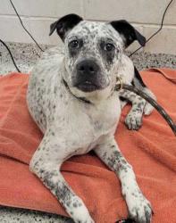 Shelter Stray Male Dog last seen 13th & Main St, KCMO, 64106, 64106, MO, Kansas City, MO 64132