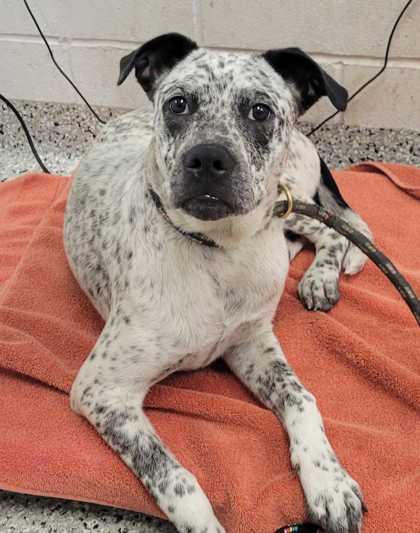 Shelter Stray Male Dog last seen 13th & Main St, KCMO, 64106, 64106, MO, Kansas City, MO 64132