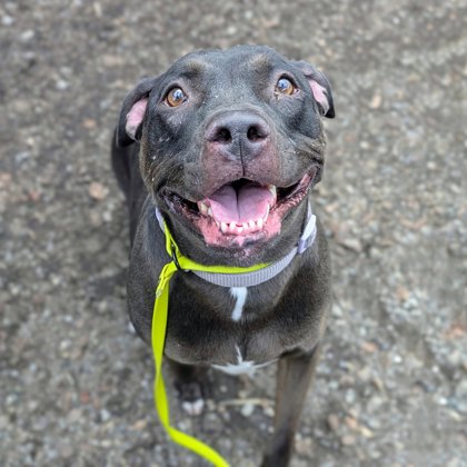 Shelter Stray Female Dog last seen Oakland, CA 94607, Oakland, CA 94601