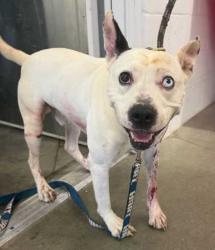 Shelter Stray Male Dog last seen Near E. 77th Street, 64124, MO, Kansas City, MO 64132
