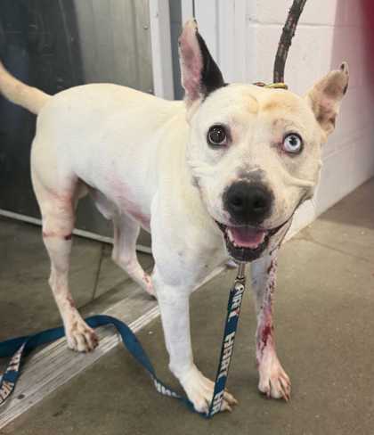 Shelter Stray Male Dog last seen Near E. 77th Street, 64124, MO, Kansas City, MO 64132