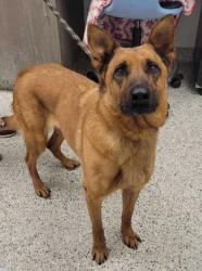 Shelter Stray Female Dog last seen Near W. 17th Street, 64108, MO, Kansas City, MO 64132