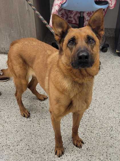 Shelter Stray Female Dog last seen Near W. 17th Street, 64108, MO, Kansas City, MO 64132