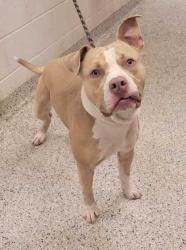 Shelter Stray Male Dog last seen Near E 27th Street, 64130, MO, Kansas City, MO 64132