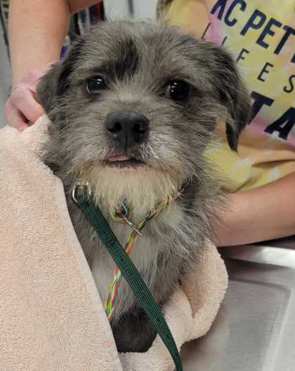 Shelter Stray Male Dog last seen E Truman Rd and Forest Ave, KCMO, 64106, 64106, MO, Kansas City, MO 64132