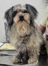 Shelter Stray Male Dog last seen E Truman Rd and Forest Ave, KCMO, 64106, 64106, MO, Kansas City, MO 64132