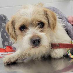 Shelter Stray Male Dog last seen E Truman Rd and Forest Ave, KCMO, 64106, 64106, MO, Kansas City, MO 64132
