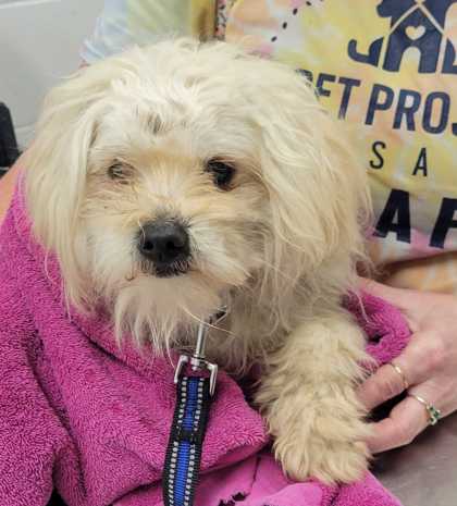 Shelter Stray Male Dog last seen E Truman Rd and Forest Ave, KCMO, 64106, 64106, MO, Kansas City, MO 64132