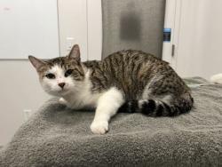 Shelter Stray Female Cat last seen N Tullis Dr & N Sycamore Dr, KCMO, 64119, 64119, MO, Kansas City, MO 64132