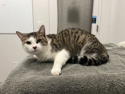 Shelter Stray Female Cat last seen N Tullis Dr & N Sycamore Dr, KCMO, 64119, 64119, MO, Kansas City, MO 64132