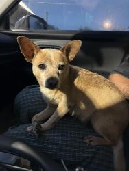 Reunited Female Dog last seen Yucca Ave, Fort Worth, TX 76111, USA, Fort Worth, TX 76111