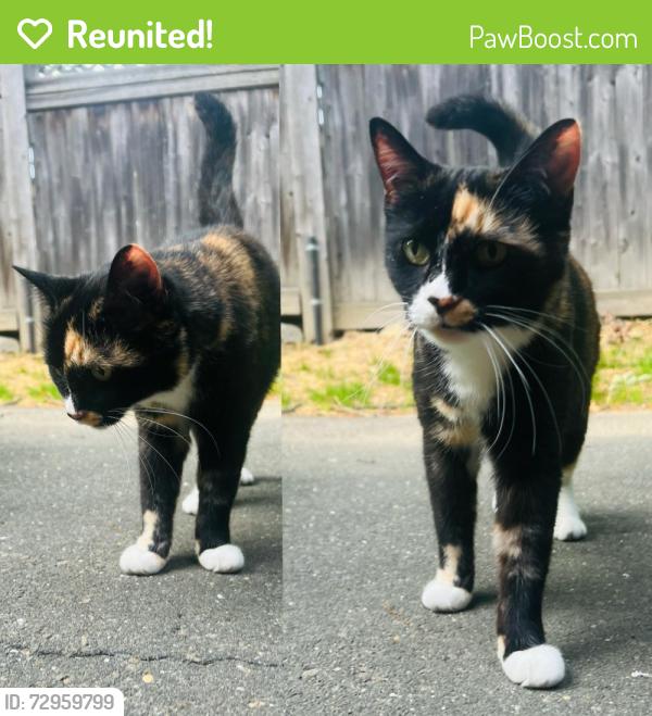 Reunited Unknown Cat last seen Hope Street and Bouton Street East, Stamford, CT 06907