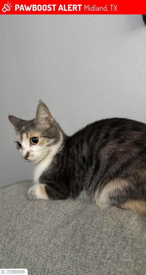 Lost Female Cat last seen Ridge view street , Midland, TX 79705