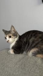 Lost Female Cat last seen Ridge view street , Midland, TX 79705