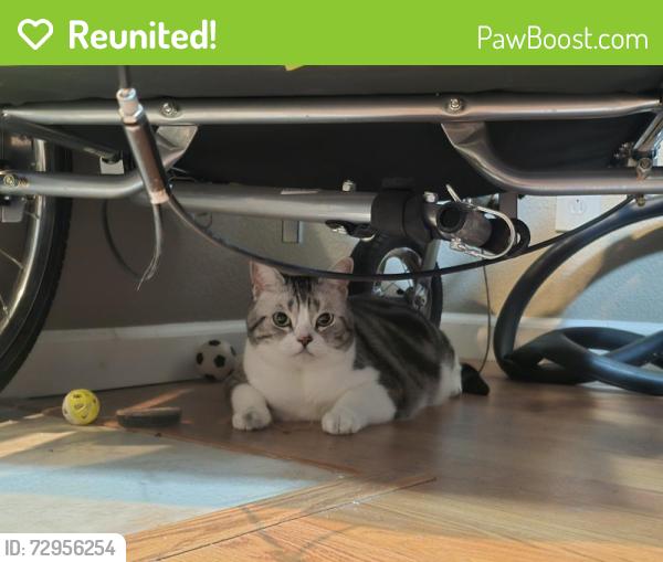 Reunited Unknown Cat last seen El Camino Real and Fair Oaks, Sunnyvale, CA 94086