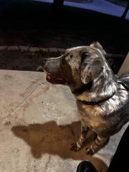 Found/Stray Male Dog last seen Near terry sanford, Fayetteville, NC 28303