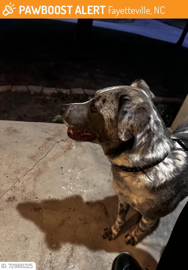 Found/Stray Male Dog last seen Near terry sanford, Fayetteville, NC 28303