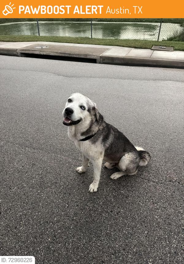 Found/Stray Unknown Dog last seen Bullbriar, Austin, TX 78724