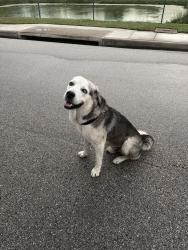 Found/Stray Unknown Dog last seen Bullbriar, Austin, TX 78724
