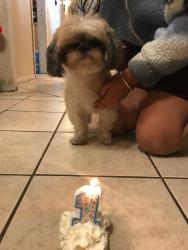 Lost Female Dog last seen 57th ave and Indian School, Phoenix, AZ 85031