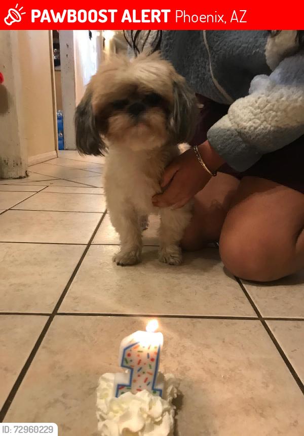 Lost Female Dog last seen 57th ave and Indian School, Phoenix, AZ 85031