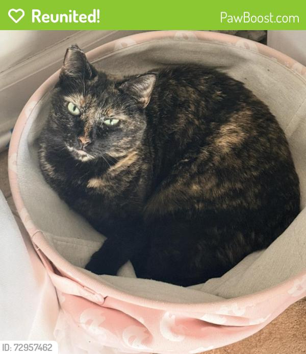 Reunited Female Cat last seen Covington neighborhood , Concord, NC 28027
