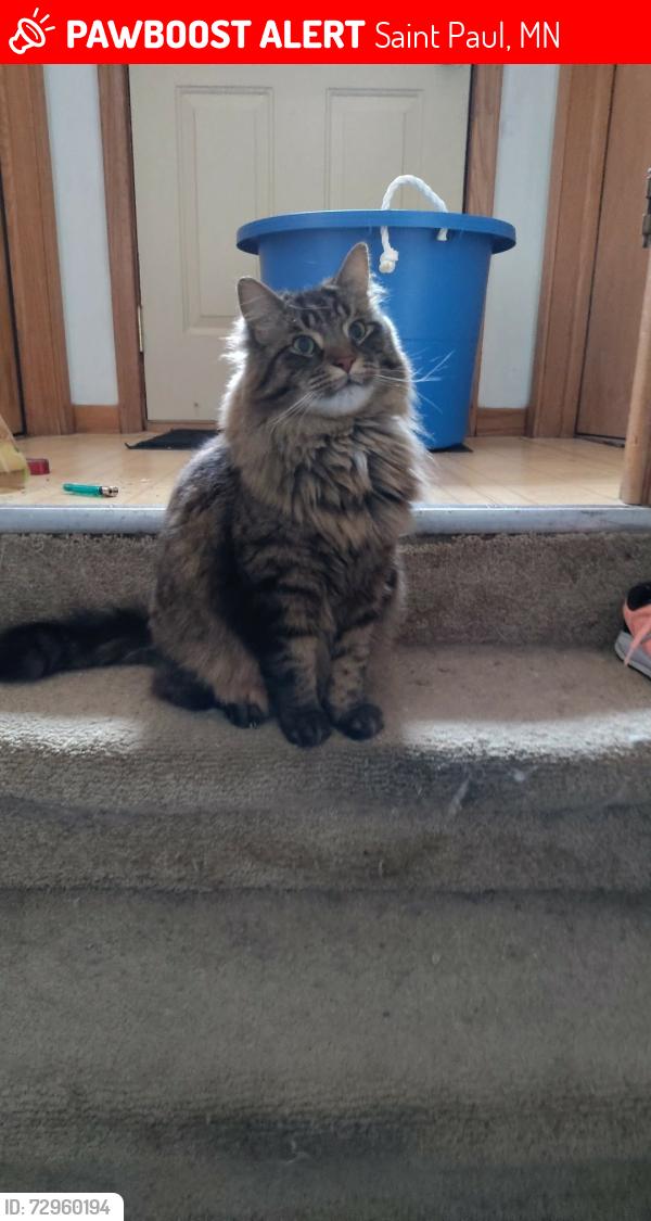 Lost Male Cat last seen County Rd E2 and Silverlake Rd New Brighton, Saint Paul, MN 55112
