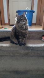 Lost Male Cat last seen County Rd E2 and Silverlake Rd New Brighton, Saint Paul, MN 55112
