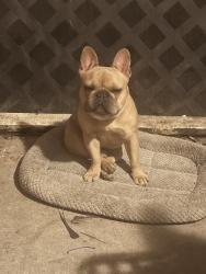 Lost Male Dog last seen Sandstone , Temple, TX 76502