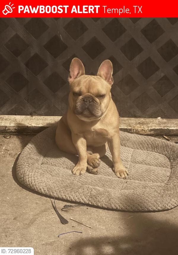 Lost Male Dog last seen Sandstone , Temple, TX 76502
