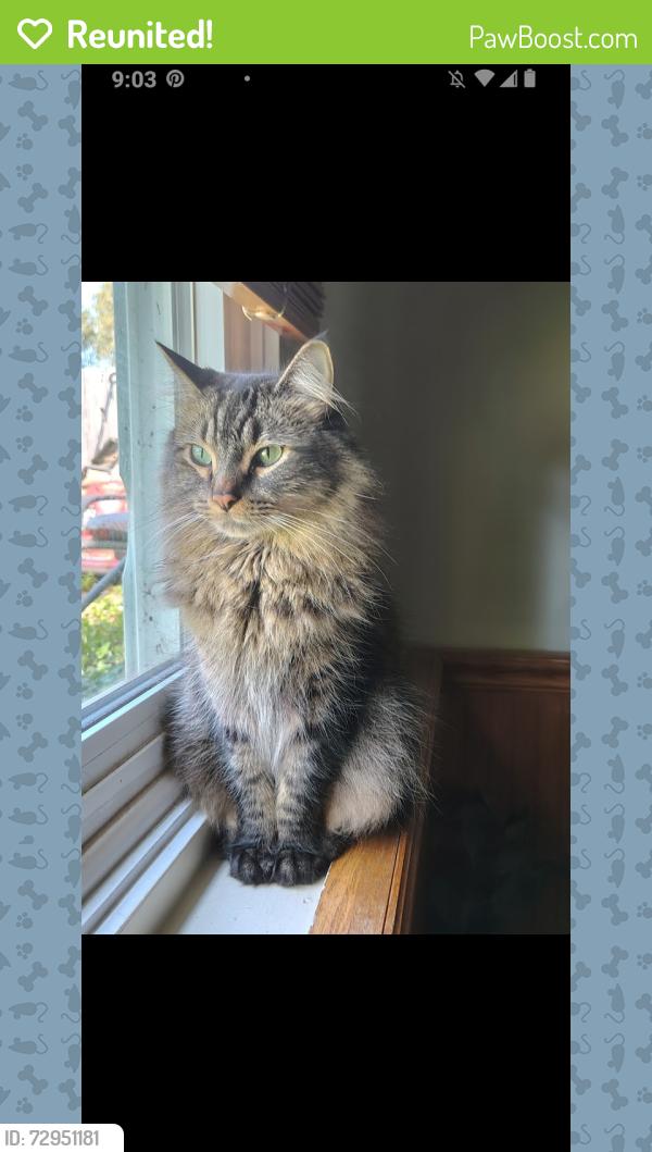 Reunited Male Cat last seen Sagutack , Montgomery, IL 60538