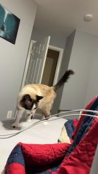 Lost Female Cat last seen Casulas Way, Laurel MD, Laurel, MD 20707