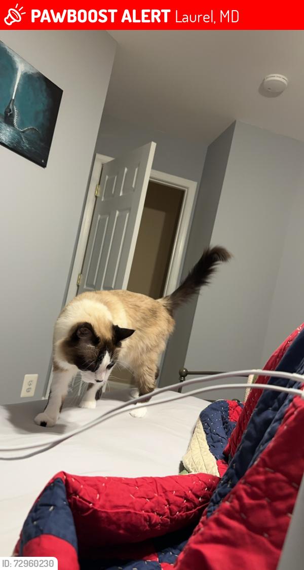 Lost Female Cat last seen Casulas Way, Laurel MD, Laurel, MD 20707